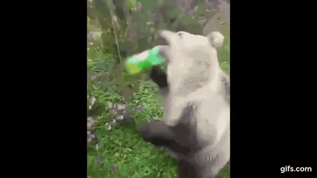 Bear Drunk GIF - Bear Drunk Drinking GIFs