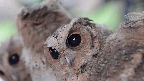 Confused. So Confused. GIF - Owls Confused Huh GIFs