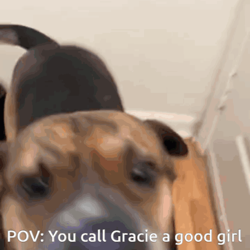 Gracie Dog GIF - Gracie Dog Mineeman GIFs