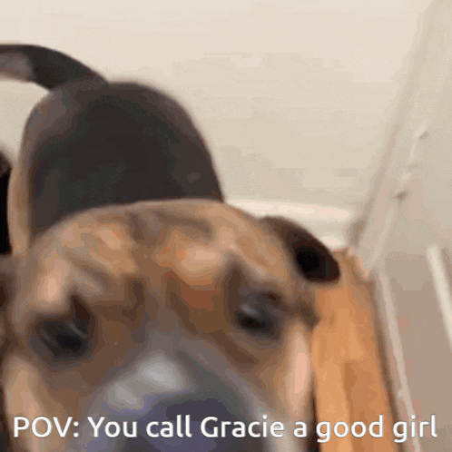 a close up of a dog with the words " you call gracie a good girl "