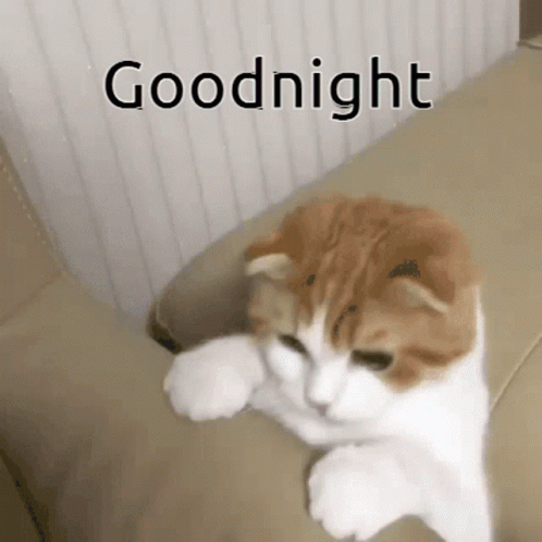 Sleep Good Night GIF - Sleep Good Night Cat GIFs
