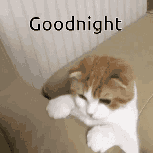 a cat is laying on a couch with the words goodnight written above it