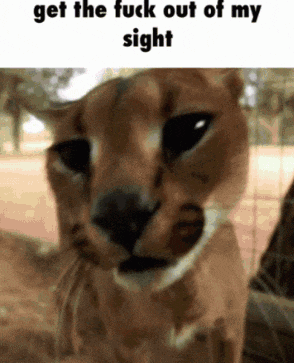 a close up of a cat with the words `` get the fuck out of my sight '' written above it .