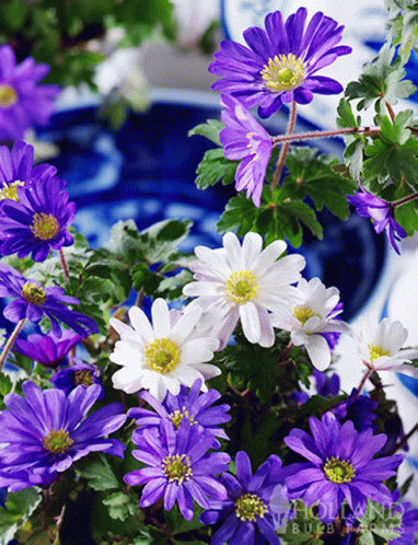 Beautiful Flowers GIF - Beautiful Flowers GIFs