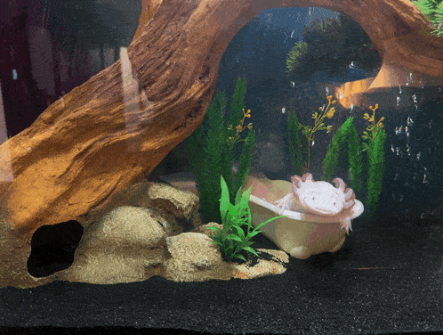 a small axolotl is sitting in a bathtub in an aquarium