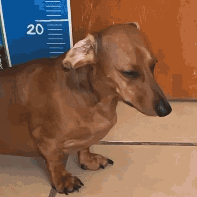 a dachshund is standing in front of a ruler that reads 20