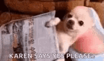 Chihuhua Massage Dog Massage GIF
