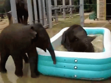 Elephant Pool Party GIF - Elephant Pool Party GIFs