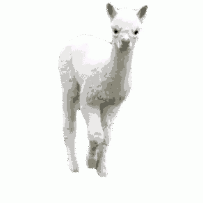 a white llama is standing on a white background .
