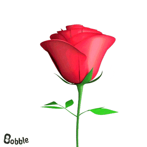 a red rose is surrounded by red hearts and the name bobble is on the bottom right