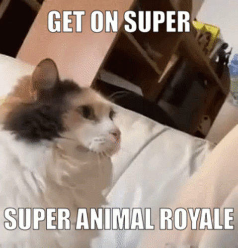 Super Animal Royale Cat GIF - Super Animal Royale Cat Bonk GIFs