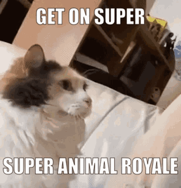 a cat is laying on a bed with the words get on super super animal royale