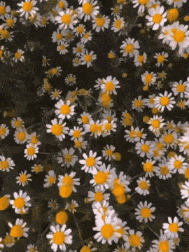 a bunch of white daisies with yellow centers on a black background