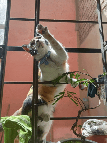a calico cat with a blue collar is standing on its hind legs