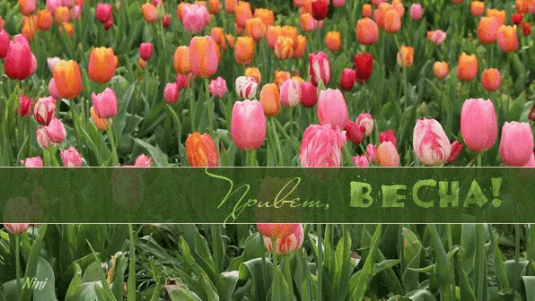 a bunch of pink and orange flowers with a green banner that says ' beba ' on it