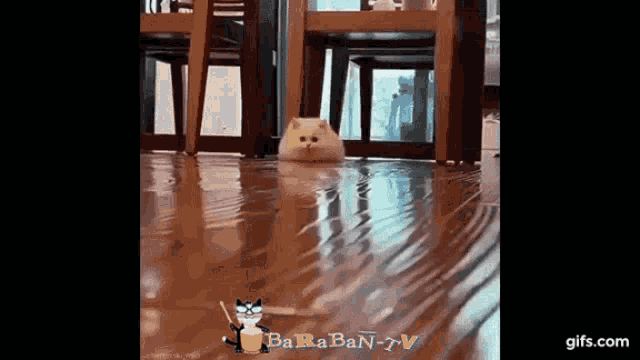 a cat is sitting on a flooded floor in front of a table and chairs .