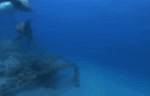 a group of dolphins are swimming in a blue ocean .