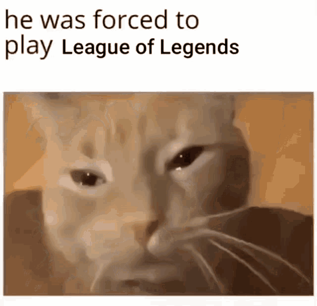 League Of Legends Cat GIF - League Of Legends Cat Sad Cat GIFs