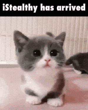 a gray and white cat is sitting in front of a sign that says ' i stealthy has arrived '