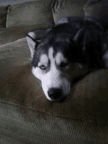 Cute Dog GIF - Cute Dog Sleepy GIFs