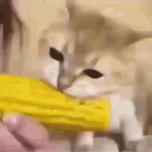 Cats Corn GIF