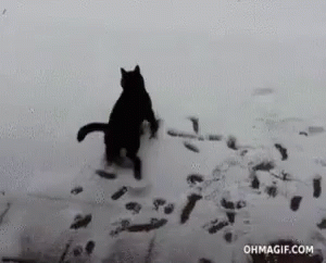 Cat Playing GIF - Cat Playing Snow GIFs