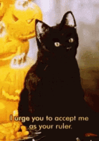 a black cat says i urge you to accept me as your ruler in front of pumpkins