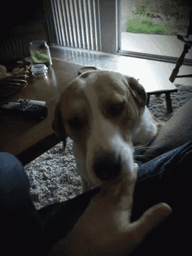 a dog is laying on a person 's lap and looking at the camera