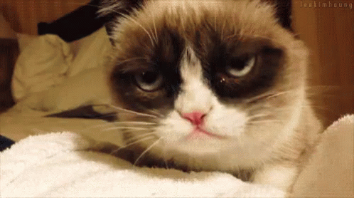 Nope GIF - Grumpy Cat Cat Lick GIFs