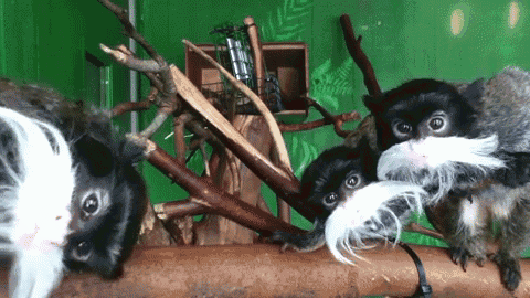 three monkeys are sitting on a tree branch and one has a white mustache