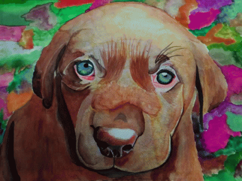 Dog Perro GIF - Dog Perro Color GIFs