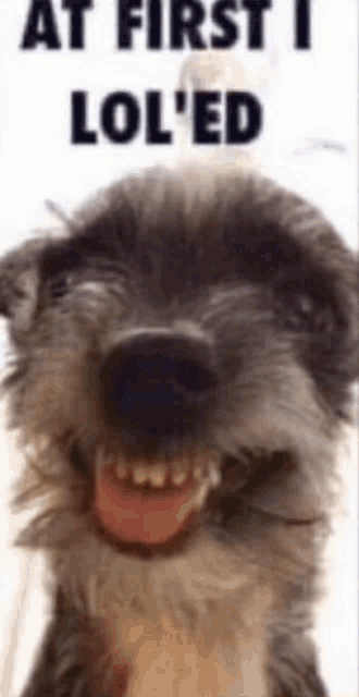 a dog is smiling with its tongue hanging out and the words at first i lol 'ed on the bottom
