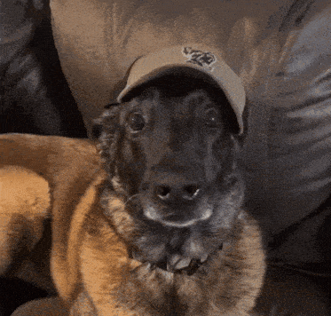 a dog wearing a hat that says ' texas ' on it