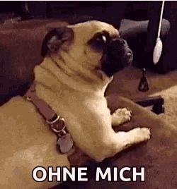 a pug dog is sitting on a couch with the words `` ohne mich '' above it .