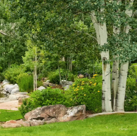 a lush green forest with trees and rocks in the foreground and a stream in the background