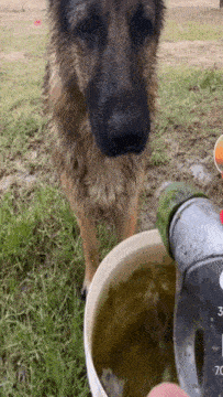 a german shepherd standing next to a bucket of water with the number 70 on it