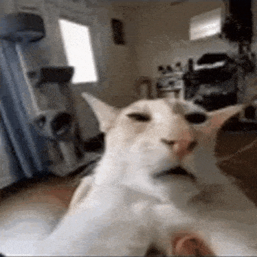 a white cat is sitting on a couch in a living room looking at the camera .