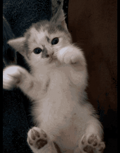 a small kitten laying on its back with its paws outstretched