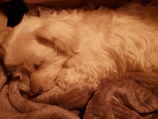 a small white dog laying on a blanket