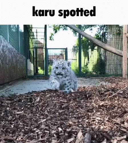 Karu Snow Leopard GIF - Karu Snow Leopard Snep GIFs