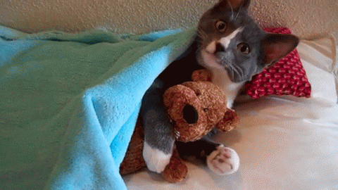 Snuggle GIF - Teddy Bear Cats GIFs