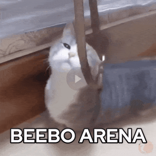 a cat is playing with a rope with the words beebo arena written below it