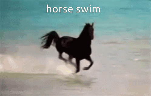 Horse Horses GIF - Horse Horses Swim GIFs
