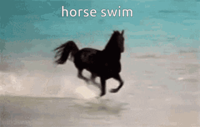 a horse is swimming in the ocean with the words `` horse swim '' written above it .