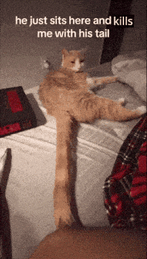 a cat is laying on a bed with the caption " he just sits here and kills me with his tail "