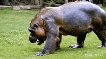 a gorilla with a baby in its mouth is standing on the grass .