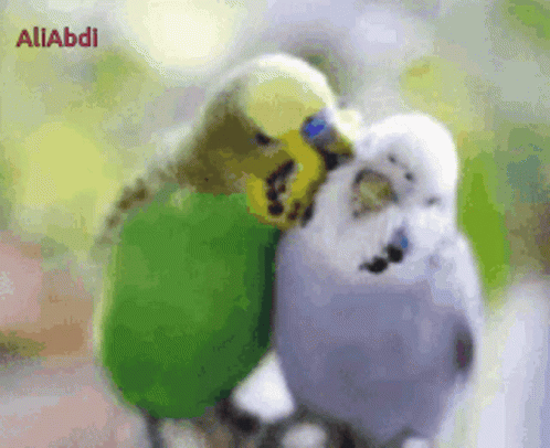 Bird Love GIF - Bird Love GIFs