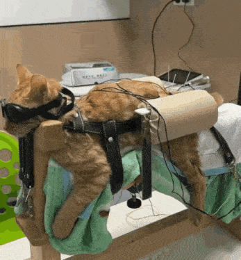 a cat is laying on a bed with a device that says ' a ' on the top
