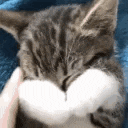 a close up of a cat sleeping on a blue blanket with its eyes closed .