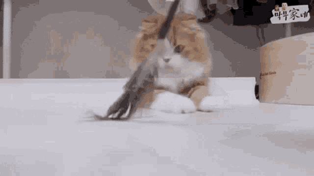 a cat is playing with a stick on a table .